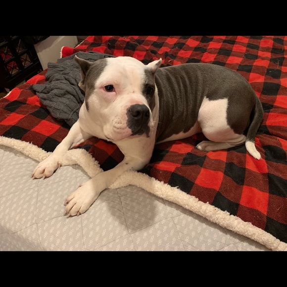 Meet your Posher, Bitsy - Picture 4 of 7